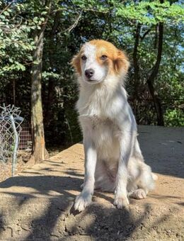 Annemarie möchte ihr eigenes Körbchen - Schwabach