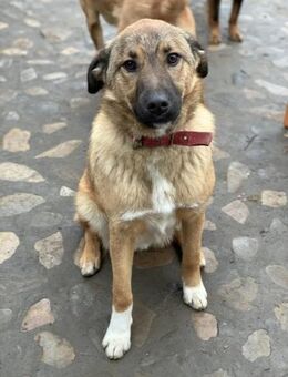 Zuhause auf Zeit gesucht für Riley - Celle