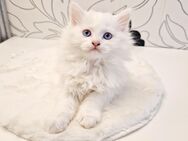 Türkisch Angora Kitten - Berlin