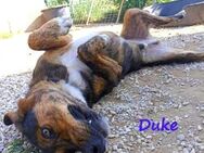 Duke sucht Zuhause/Pflegestelle 2/21 GRC - Ruppertsecken