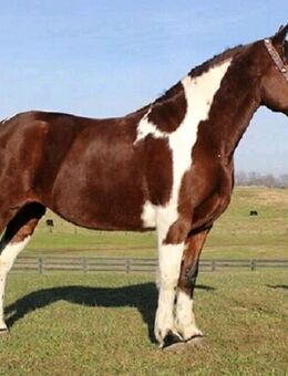 Bildhübsche Quarter Horse Stute - Bottrop