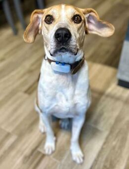 Argo fristete ein trauriges Leben - Bad Vilbel