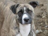 zarte Hundeseele Niky sucht Vertrauen - Kallmünz