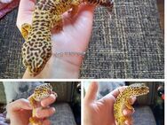 Leopardgeckos - Calw