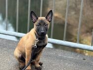 Belgischer Malinois - Wuppertal