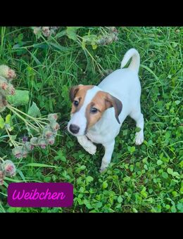Foxterrier Welpen - Naumburg (Saale) Bad Kösen