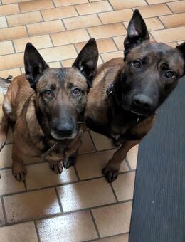 1 Malinois Rüde und 1 Malinois Hündin dringend abzugeben - Saterland