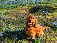 Cocker Spaniel Emil sucht Zuhause für immer - Bad Bramstedt