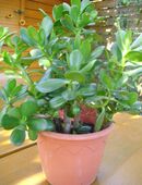 Crassula / Geldbaum - Zimmerpflanze in 66111