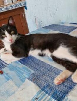 Goigoi sucht seine Herzensmenschen ❤️ - Saarbrücken