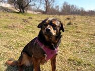 Coco - sehr traurig im Shelter - SOS - Blankenheim (Nordrhein-Westfalen)