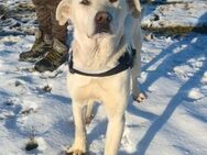 BAMBI - & viele Andere warten noch !.... - Kempen