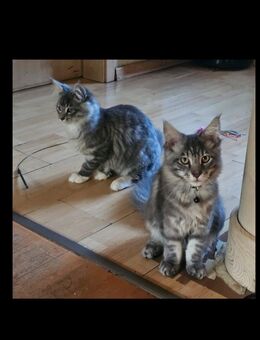 Zwei reinrassige Maine Coon Jungkater suchen ein neues Zuhause - Leopoldshöhe