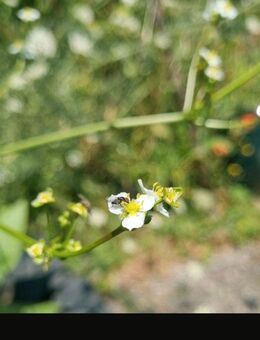 Gewöhnlicher Froschlöffel (Alisma plantago- aquatica) - Horgenzell