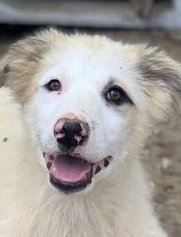 Eika, geb. ca. 02/2023, GRIECHENLAND - Euskirchen