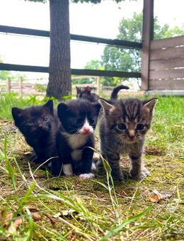 Katzenkitten suchen ihr für immer Zuhause - Varrel