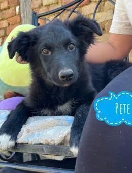 Pete ein absoluter Schatz - Flörsheim-Dalsheim