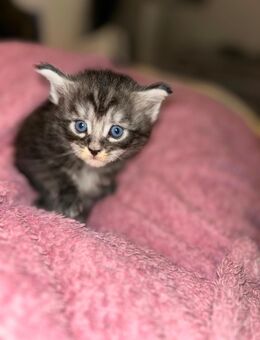 Maine Coon Kitten - Daun Zentrum