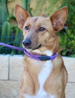 Maus träumt von seiner eigenen Familie - Laatzen