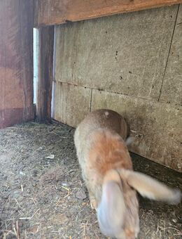 Mannliche Hase 10€ - Nettersheim