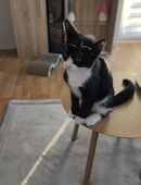 Kater suchen ein Zuhause in 30453