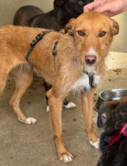 Fröhliche Azharia - Eichenzell