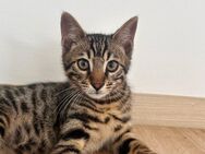 Bengal Mix Kitten - Ettlingen