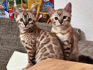 Reinrassige Blue Snow Mink Spotted Tabby Bengal Kitten mit Stammbaum - Schwäbisch Gmünd