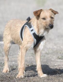 Ruggine, ein anhaengliches Maedchen - Brunstorf