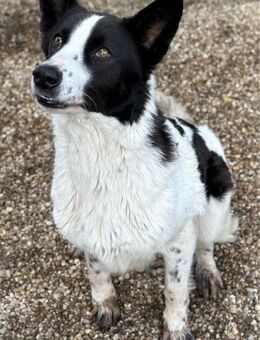 Sally, Mischlingshündin, 8 Jahre - Wegberg