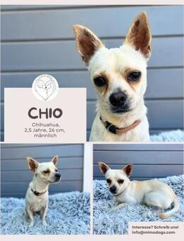 Chio: Fröhlicher Chihuahua-Mix - Brühl (Nordrhein-Westfalen)