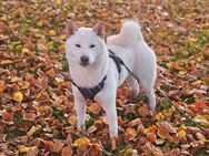 Kleiner Shiba sucht liebevolles zu Hause - Gößnitz