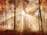 Bönninghoff Leinwandbild Herbst, Wald (1 St), BxH: 140x60 cm