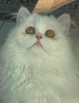 Blh persermix Katze - Eislingen (Fils)