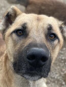 Bendix, geb. ca. 10/2022, GRIECHENLAND - Markdorf