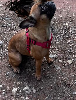 Französische Bulldogge - Harzgerode