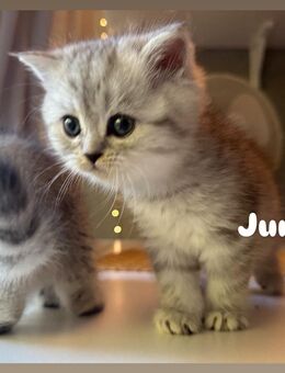 Wunderschöne flauschige BLH kitten - Köln