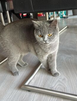 BKH Kater - Pirmasens