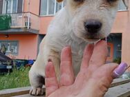 Sandra 🩷🩷🩷 Welpenmädchen sucht Home - Bad Karlshafen