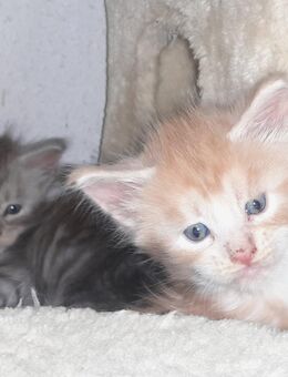 Maine Coon Kitten Jungs mit Stammbaum - Murrhardt