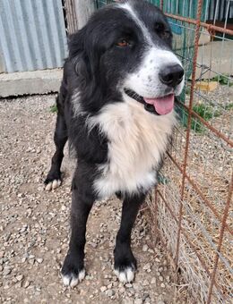 Elia - sucht Paten - Grevenbroich