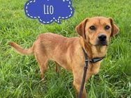 Lio ein Traumcharakter - Flörsheim-Dalsheim