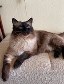 Zuhause mit Herz gesucht für unseren lieben Senior-Kater Charlie (16 Jahre) in 10785