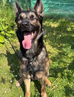 Schäferhund/Malinois mix - sucht neues Zuhause - Berlin