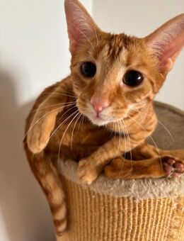 Liebevolle Katzen suchen neues Zuhause - Hannover