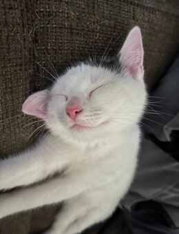 🐈 EHK Mix Kitten 🐈 - Ratekau
