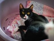 Sylvie aus dem Tierschutz - Grevenbroich