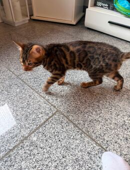 Bengal kitten suchen ein schönes zu Hause - Frechen Zentrum