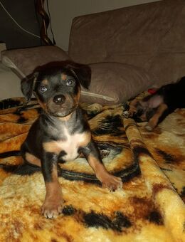 4 Süße Mischlingswelpen mit blauem Augen - Dortmund