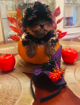 Yorkshire Terrier Welpen - Recklinghausen